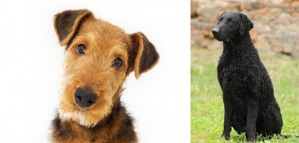 Curly Coated Retriever vs Airedale Terrier - Breed Comparison