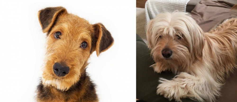 Cyprus Poodle vs Airedale Terrier - Breed Comparison