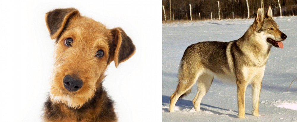 Czechoslovakian Wolfdog vs Airedale Terrier - Breed Comparison