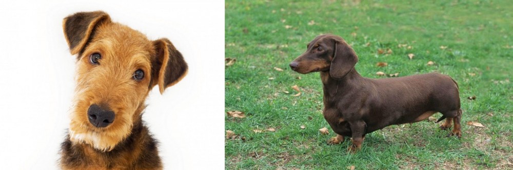 Dachshund vs Airedale Terrier - Breed Comparison