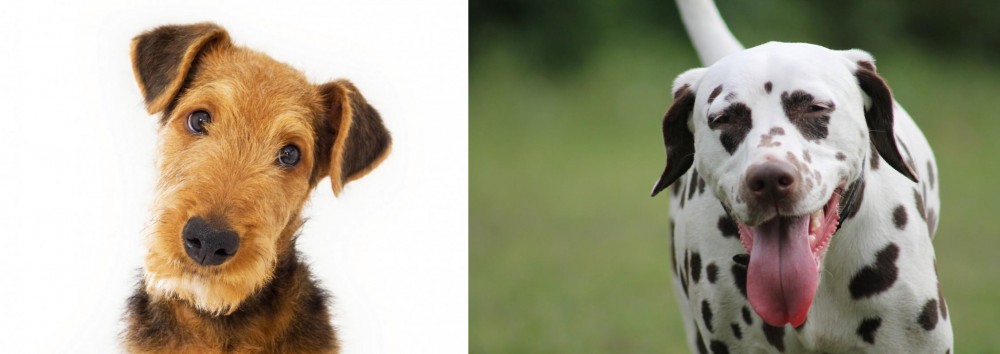 Dalmatian vs Airedale Terrier - Breed Comparison