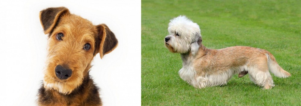 Dandie Dinmont Terrier vs Airedale Terrier - Breed Comparison