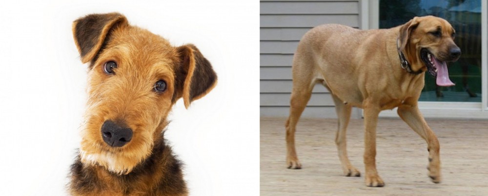 Danish Broholmer vs Airedale Terrier - Breed Comparison