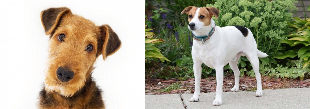 Danish Swedish Farmdog vs Airedale Terrier - Breed Comparison