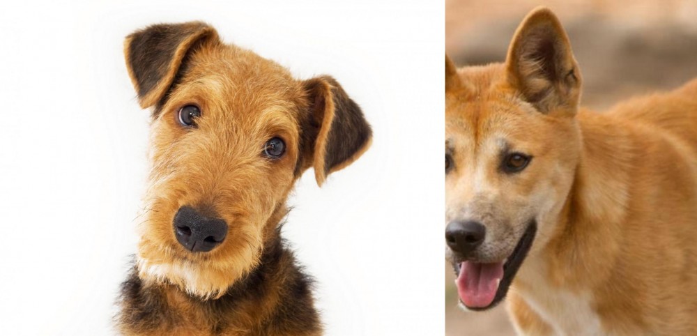 Dingo vs Airedale Terrier - Breed Comparison