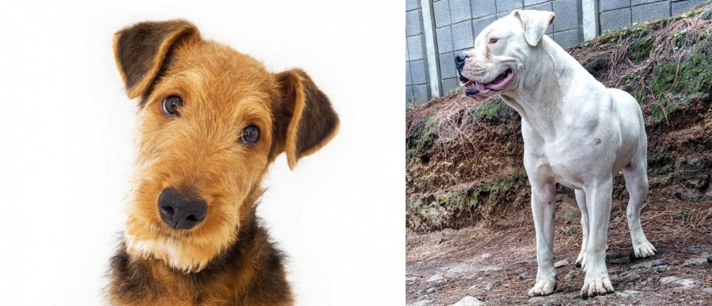 Dogo Guatemalteco vs Airedale Terrier - Breed Comparison