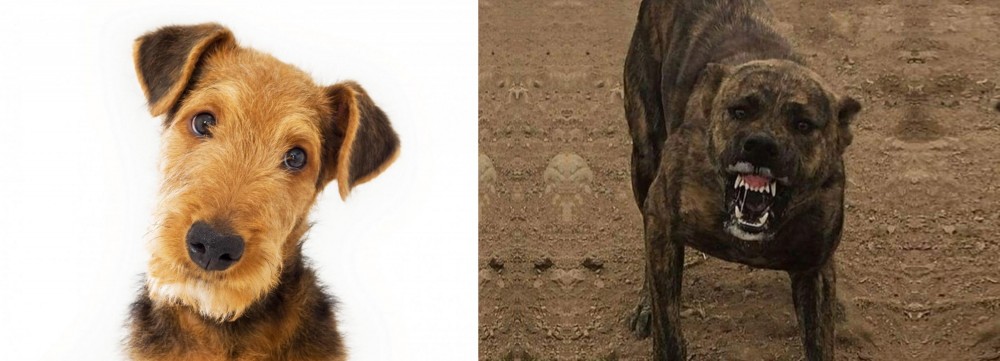 Dogo Sardesco vs Airedale Terrier - Breed Comparison