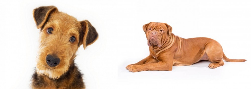 Dogue De Bordeaux vs Airedale Terrier - Breed Comparison