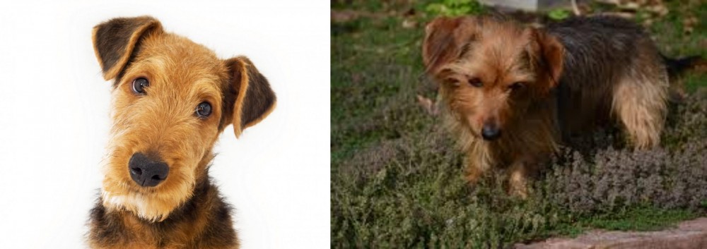 Dorkie vs Airedale Terrier - Breed Comparison