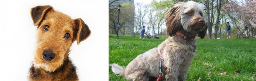 Doxiepoo vs Airedale Terrier - Breed Comparison