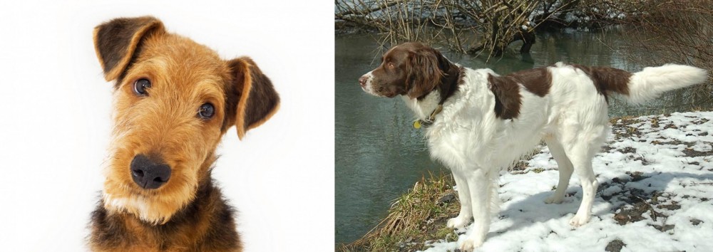 Drentse Patrijshond vs Airedale Terrier - Breed Comparison