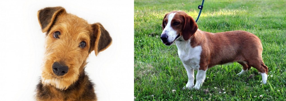Drever vs Airedale Terrier - Breed Comparison