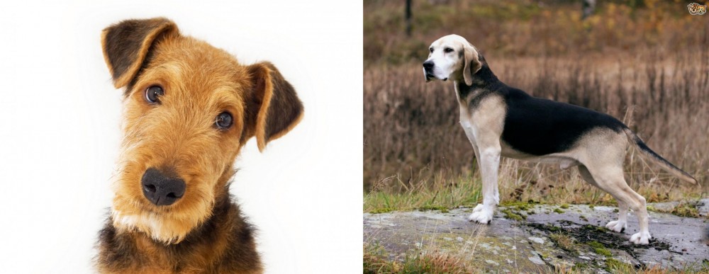 Dunker vs Airedale Terrier - Breed Comparison