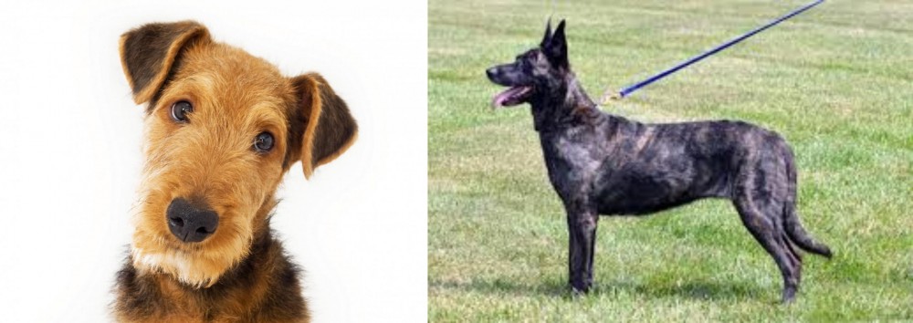 Dutch Shepherd vs Airedale Terrier - Breed Comparison