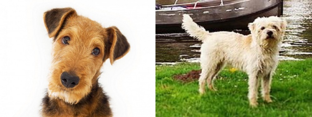 Dutch Smoushond vs Airedale Terrier - Breed Comparison