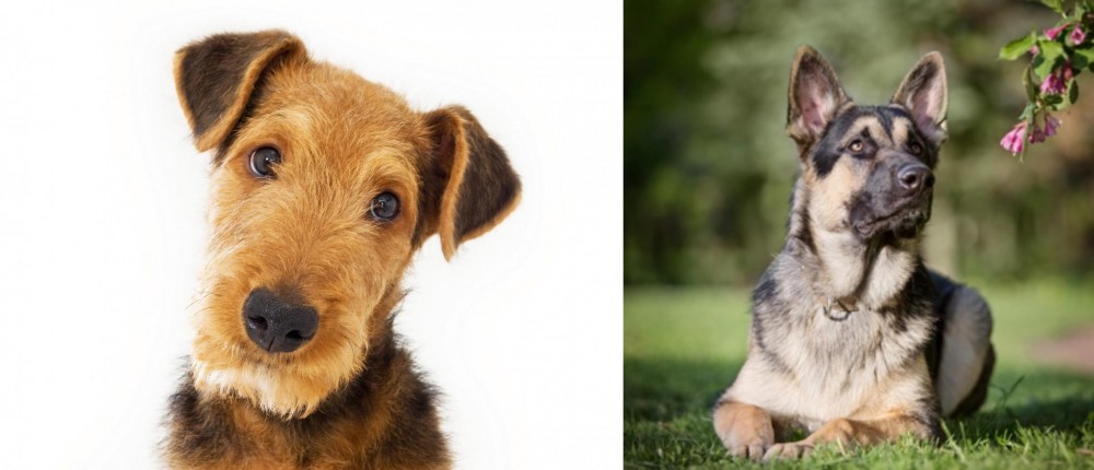 East European Shepherd vs Airedale Terrier - Breed Comparison