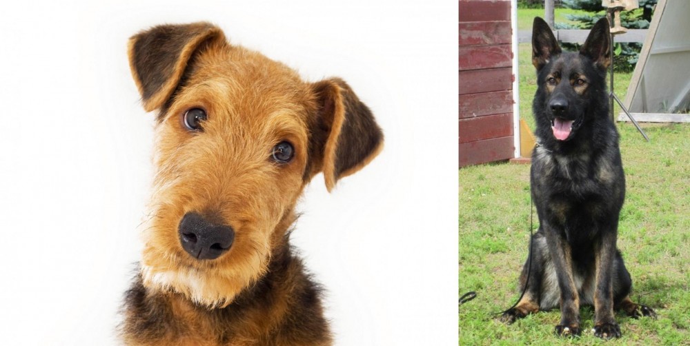 East German Shepherd vs Airedale Terrier - Breed Comparison