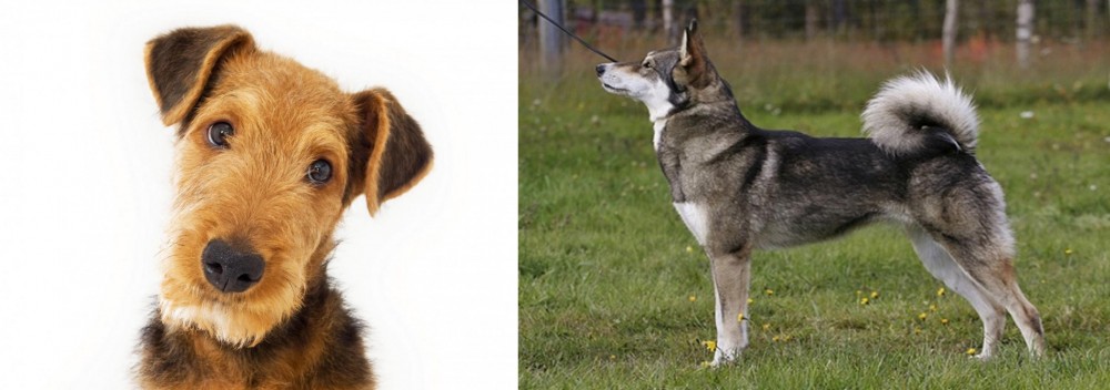 East Siberian Laika vs Airedale Terrier - Breed Comparison