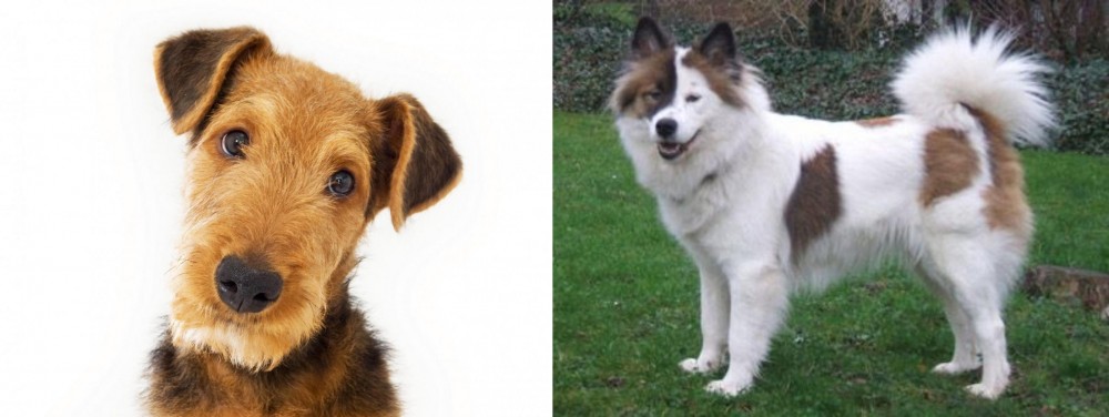Elo vs Airedale Terrier - Breed Comparison