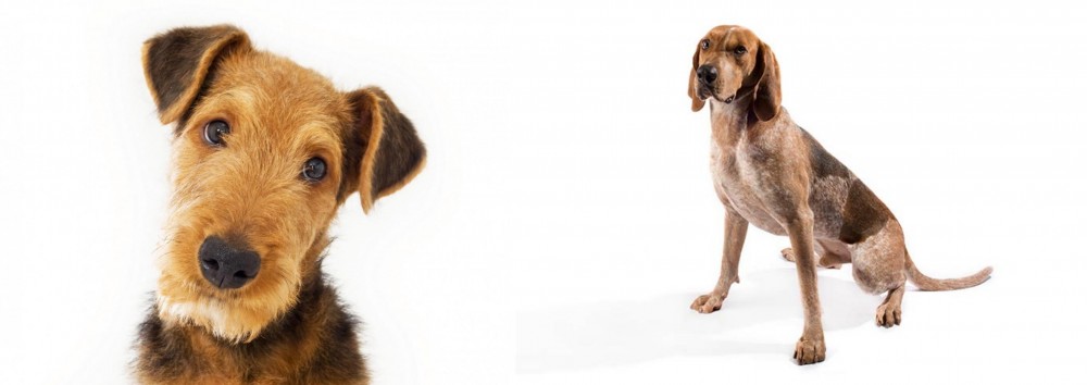 English Coonhound vs Airedale Terrier - Breed Comparison