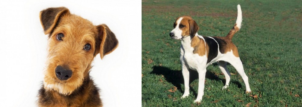 English Foxhound vs Airedale Terrier - Breed Comparison
