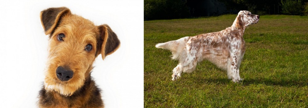 English Setter vs Airedale Terrier - Breed Comparison