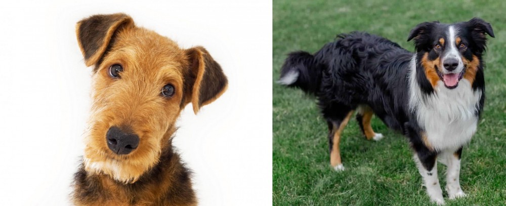 English Shepherd vs Airedale Terrier - Breed Comparison