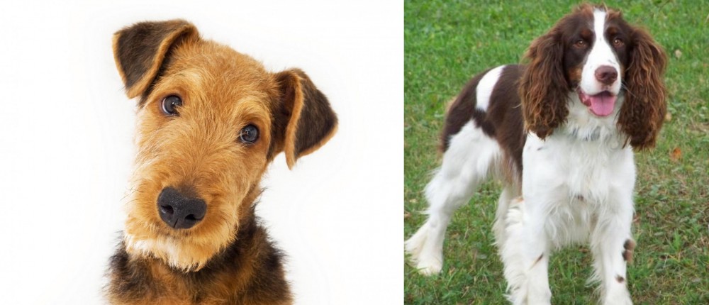 English Springer Spaniel vs Airedale Terrier - Breed Comparison