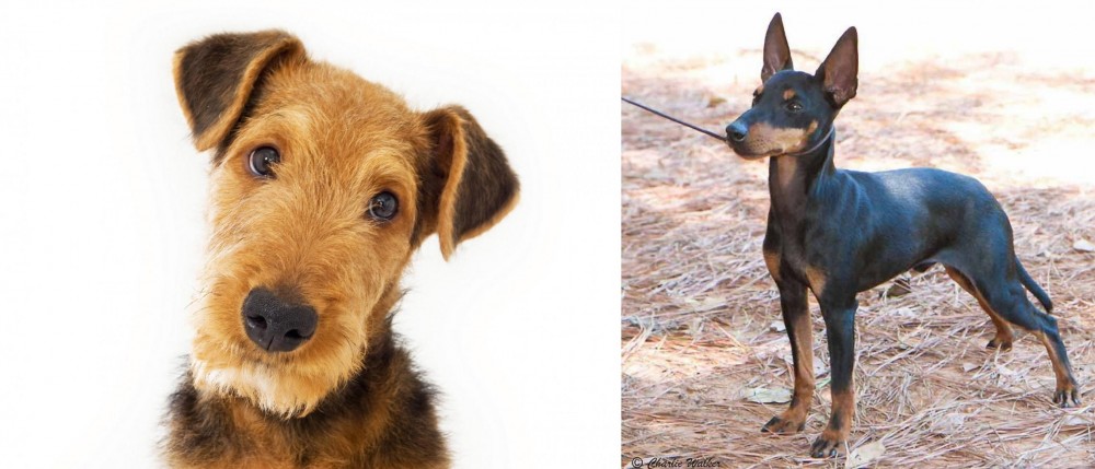 English Toy Terrier (Black & Tan) vs Airedale Terrier - Breed Comparison