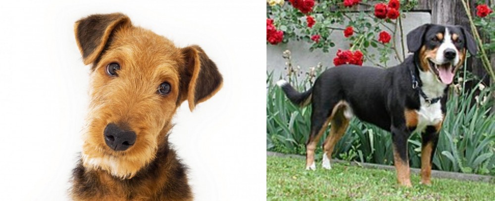 Entlebucher Mountain Dog vs Airedale Terrier - Breed Comparison