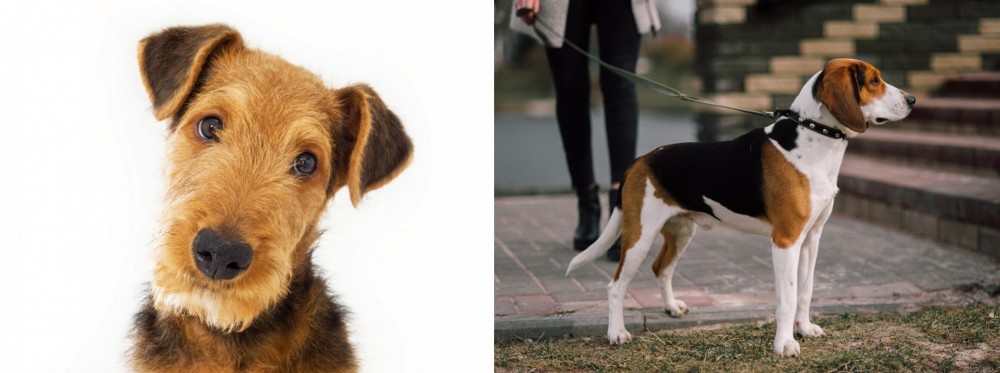Estonian Hound vs Airedale Terrier - Breed Comparison