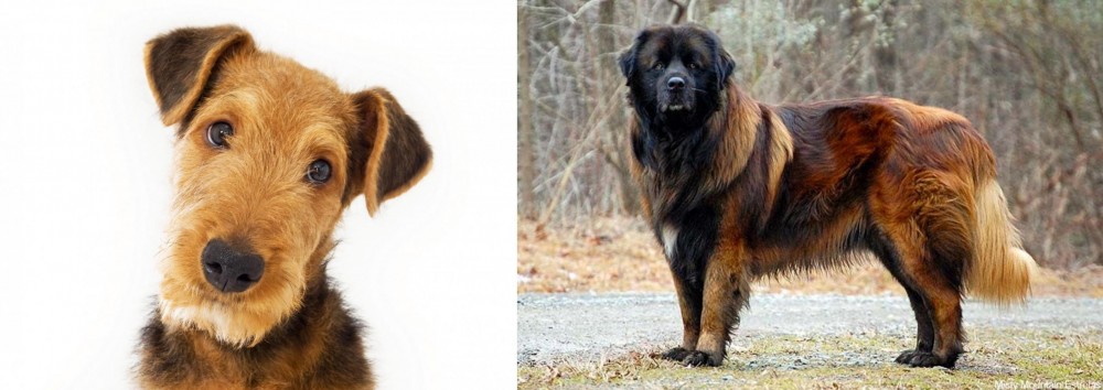 Estrela Mountain Dog vs Airedale Terrier - Breed Comparison