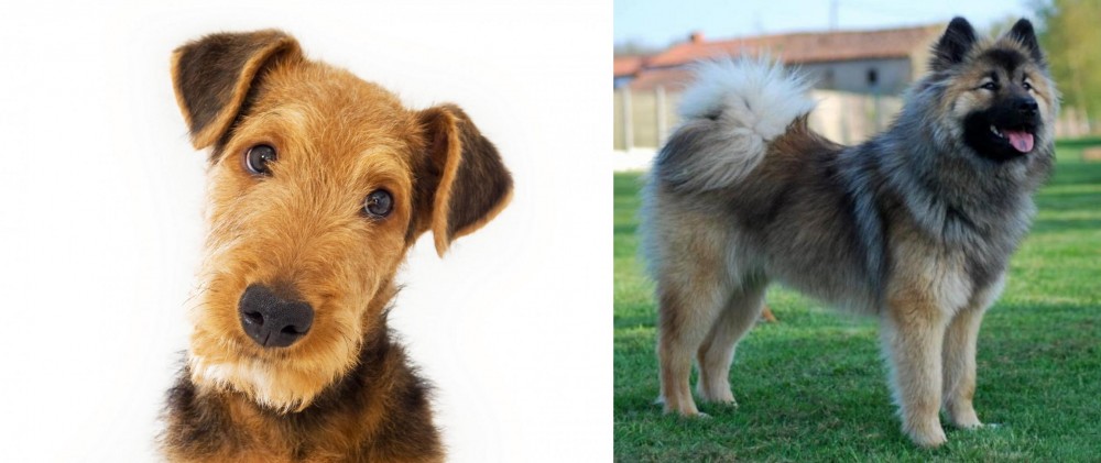 Eurasier vs Airedale Terrier - Breed Comparison
