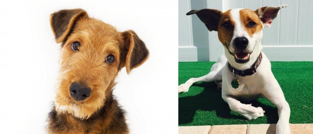 Feist vs Airedale Terrier - Breed Comparison