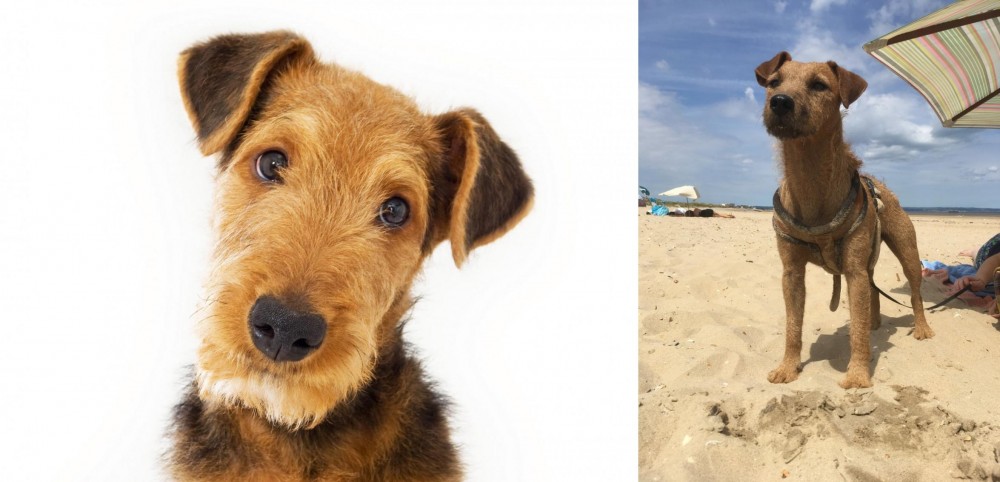 Fell Terrier vs Airedale Terrier - Breed Comparison