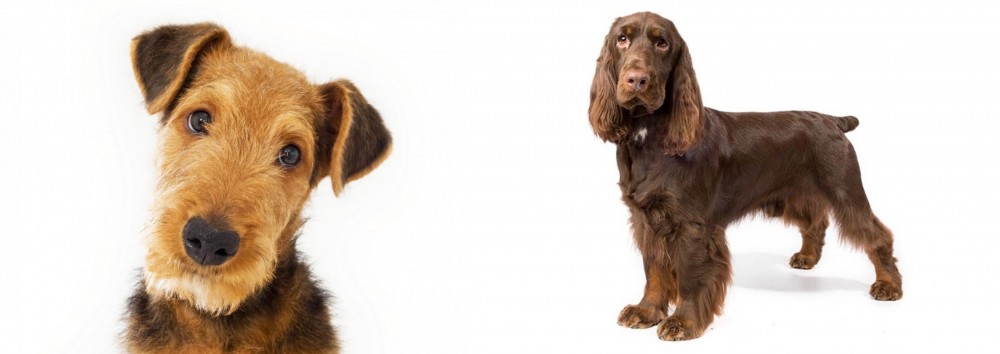 Field Spaniel vs Airedale Terrier - Breed Comparison
