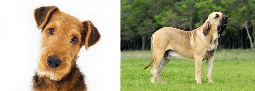 Fila Brasileiro vs Airedale Terrier - Breed Comparison