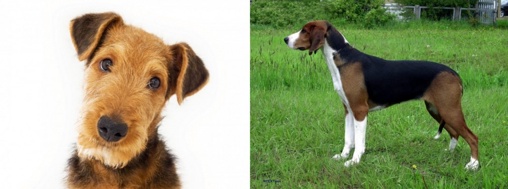 Finnish Hound vs Airedale Terrier - Breed Comparison