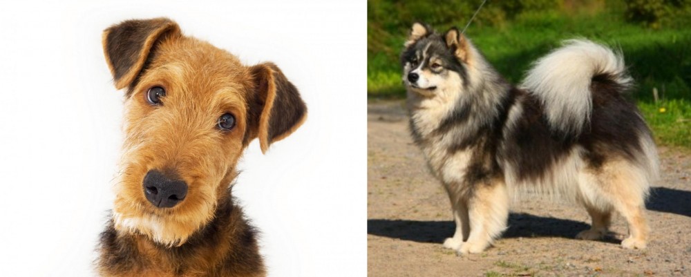 Finnish Lapphund vs Airedale Terrier - Breed Comparison
