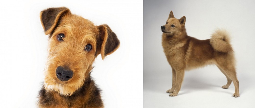 Finnish Spitz vs Airedale Terrier - Breed Comparison