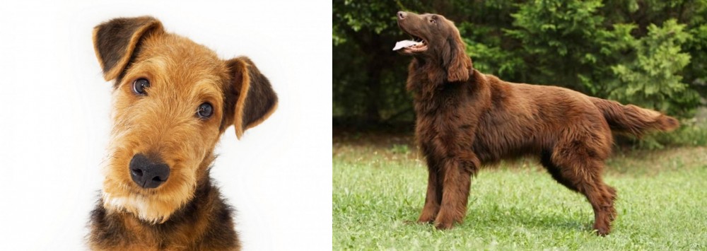 Flat-Coated Retriever vs Airedale Terrier - Breed Comparison