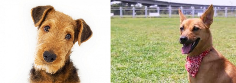 Formosan Mountain Dog vs Airedale Terrier - Breed Comparison