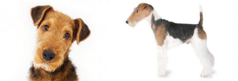 Fox Terrier vs Airedale Terrier - Breed Comparison