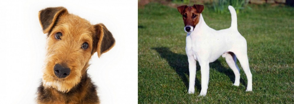 Fox Terrier (Smooth) vs Airedale Terrier - Breed Comparison