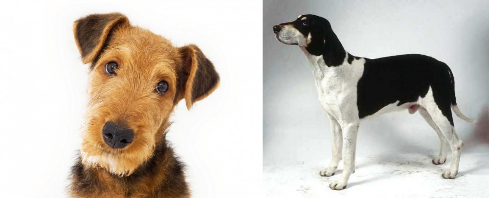 Francais Blanc et Noir vs Airedale Terrier - Breed Comparison