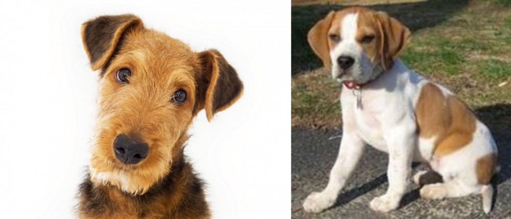 Francais Blanc et Orange vs Airedale Terrier - Breed Comparison