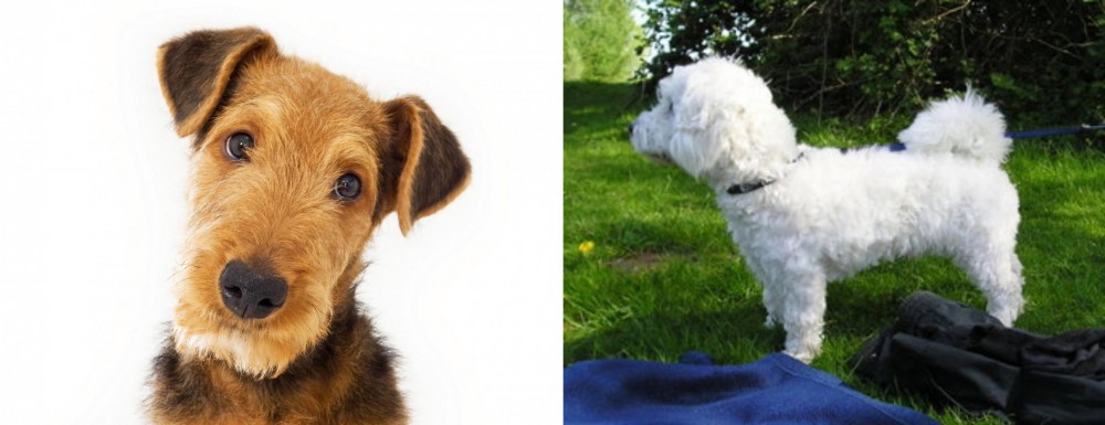 Franzuskaya Bolonka vs Airedale Terrier - Breed Comparison