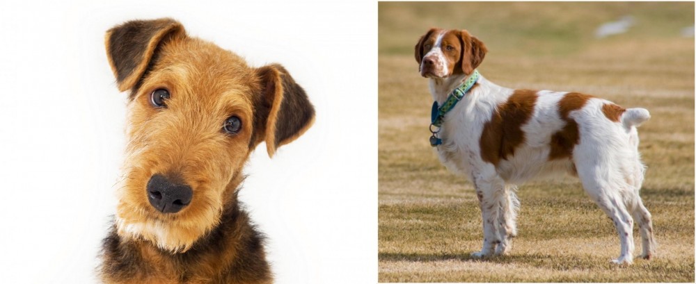 French Brittany vs Airedale Terrier - Breed Comparison