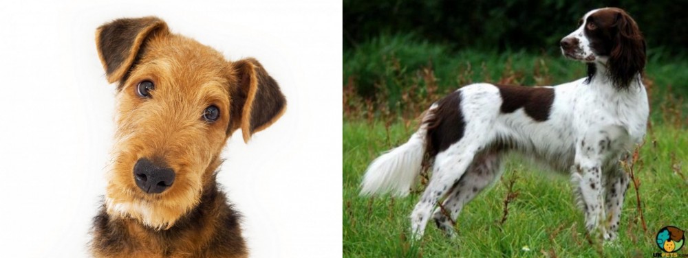 French Spaniel vs Airedale Terrier - Breed Comparison