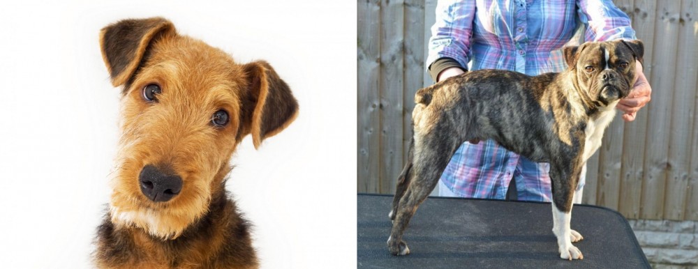 Fruggle vs Airedale Terrier - Breed Comparison